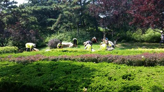 園林綠化養(yǎng)護(hù)