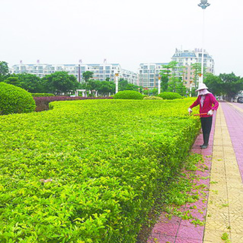 園林綠化養(yǎng)護有多么重要你知道嗎