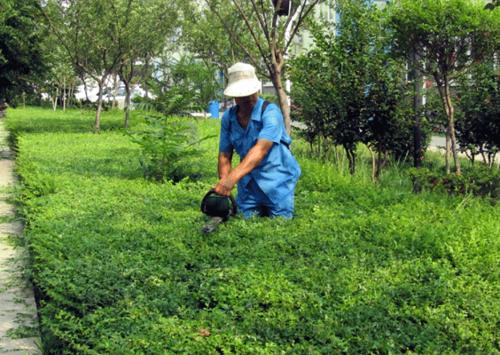 園林綠化養(yǎng)護(hù)要如何做好呢？
